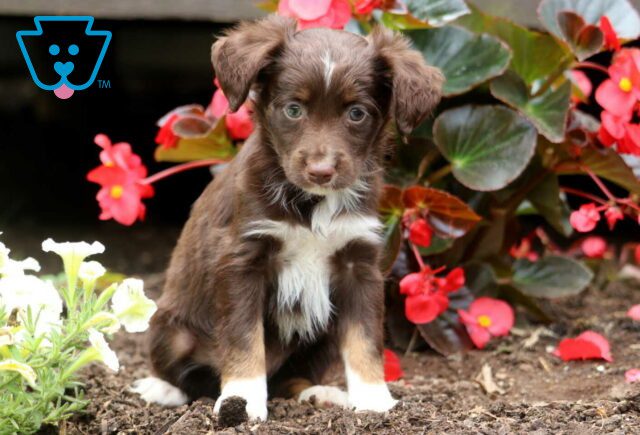 Hudson Mini Australian Shepherd image
