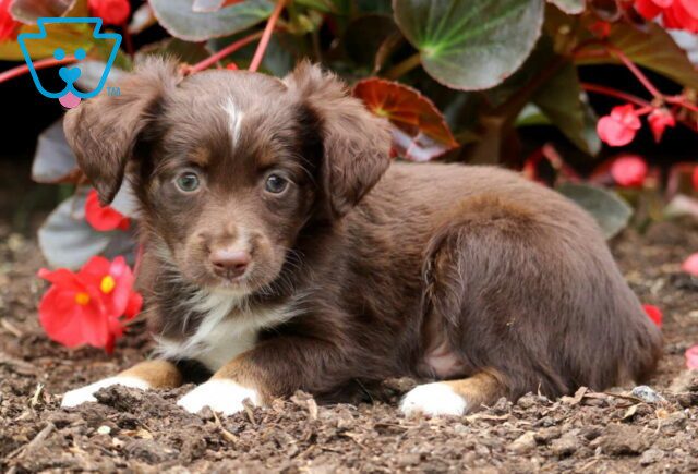 Hudson Mini Australian Shepherd2 image