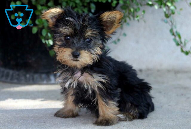Hunter Yorkie image
