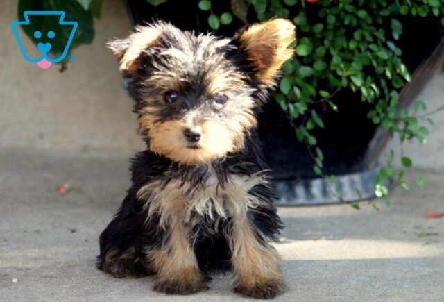 Hunter Yorkie2 image