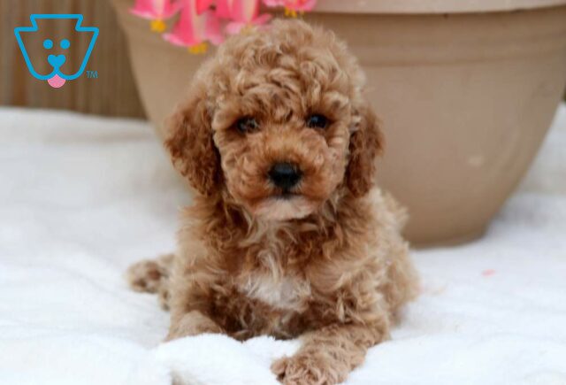 Iggy Mini Poodle2 image
