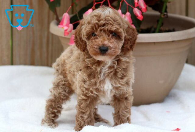Itsy Mini Poodle image