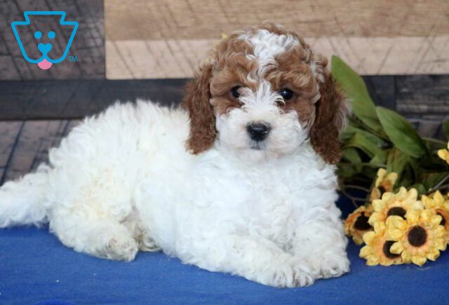 Jace Mini Poodle image