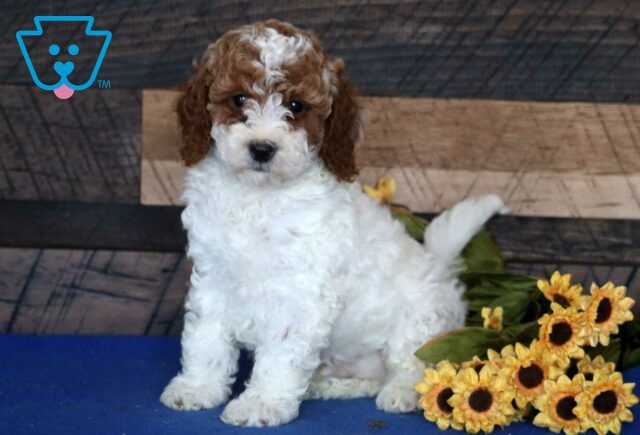 Jace Mini Poodle2 image