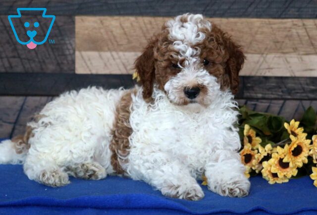 Jax Mini Poodle image