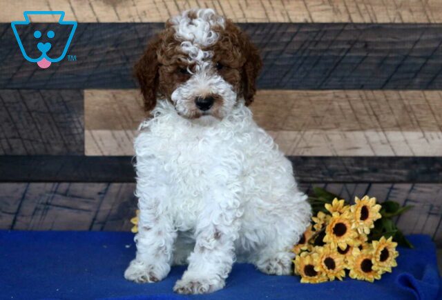 Jax Mini Poodle2 image