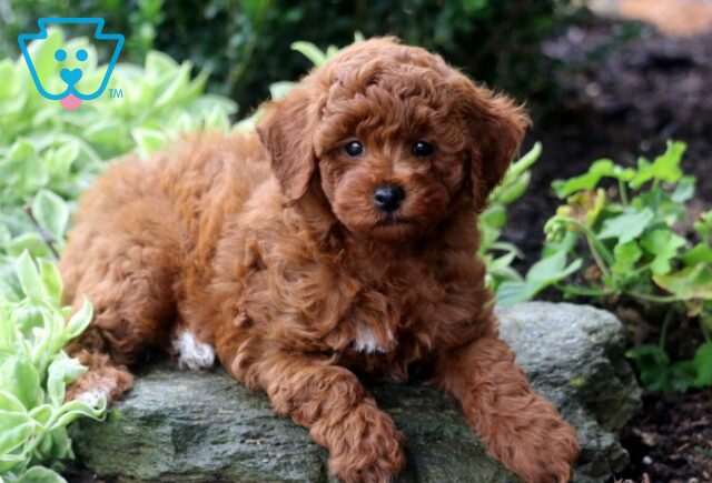 Joey Mini Poodle image