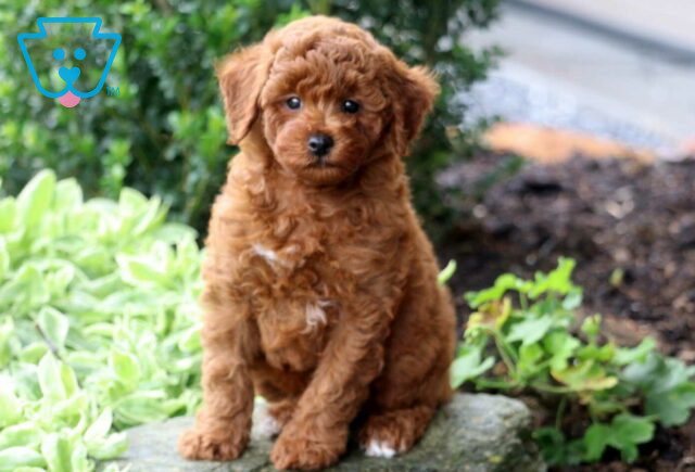 Joey Mini Poodle2 image