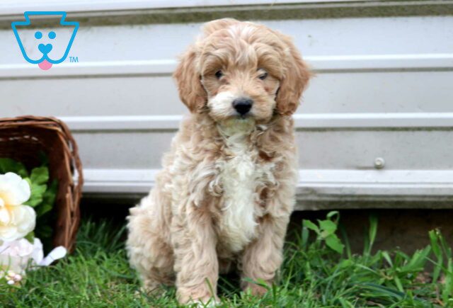 Joy Mini Goldendoodle image