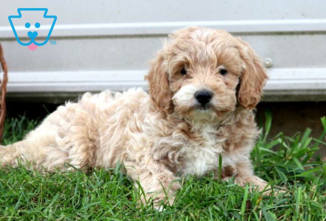 Joy Mini Goldendoodle2 image