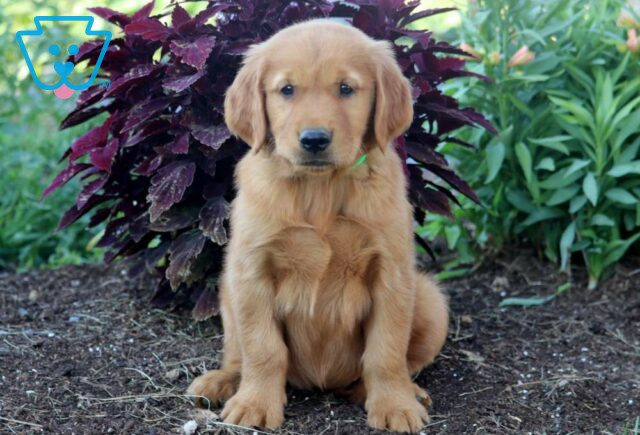 Kelsey Golden Retriever image