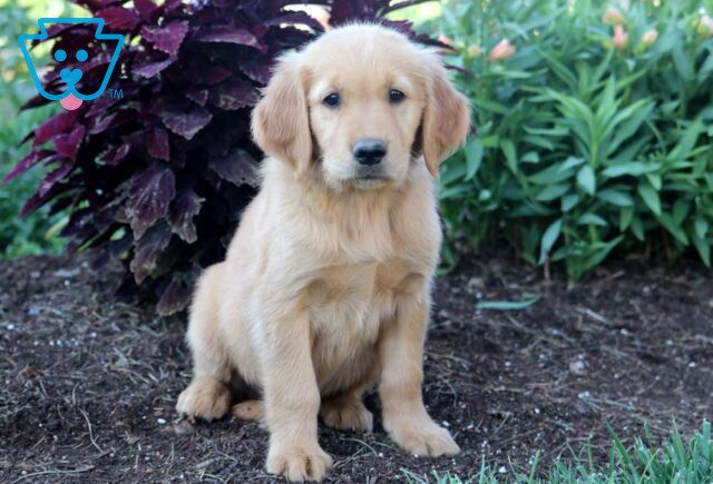 Kia Golden Retriever image