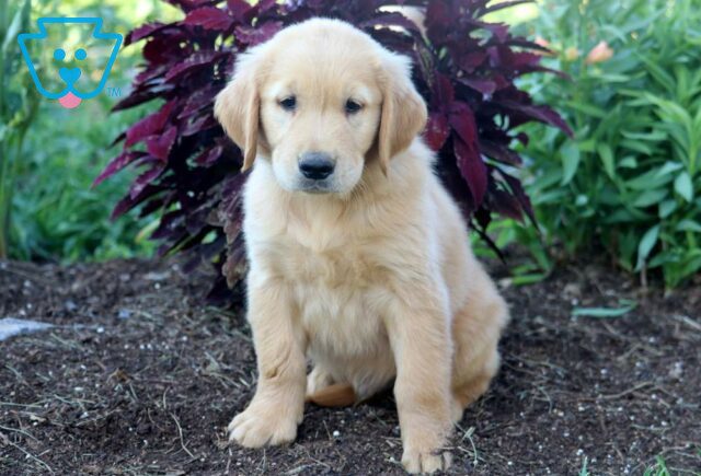 Kody Golden Retriever image