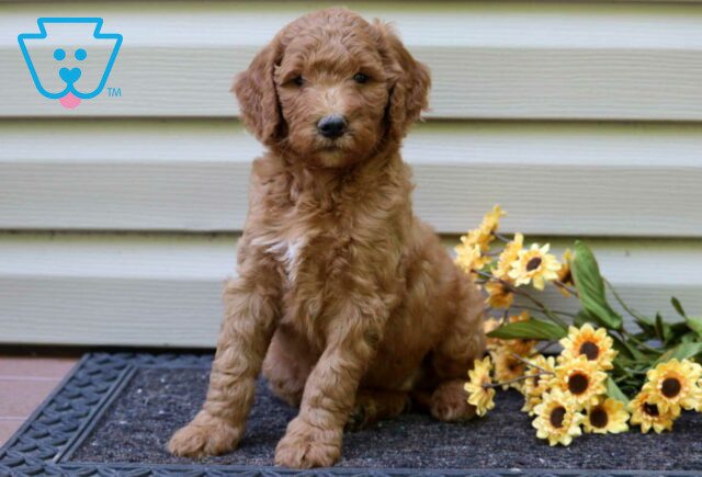 Layla Goldendoodle image