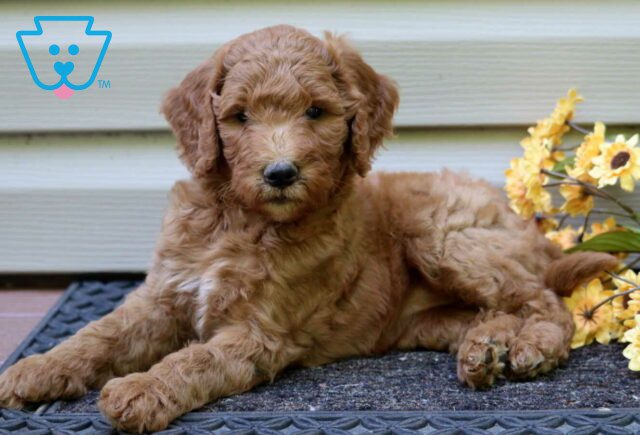 Layla Goldendoodle2 image