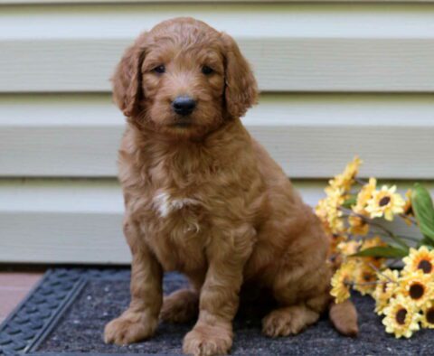 Levi Goldendoodle