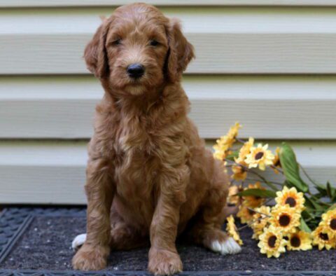 Lexi Goldendoodle