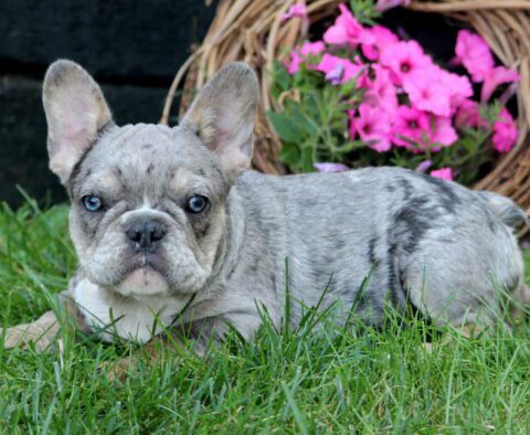Lucky French Bulldog Retake