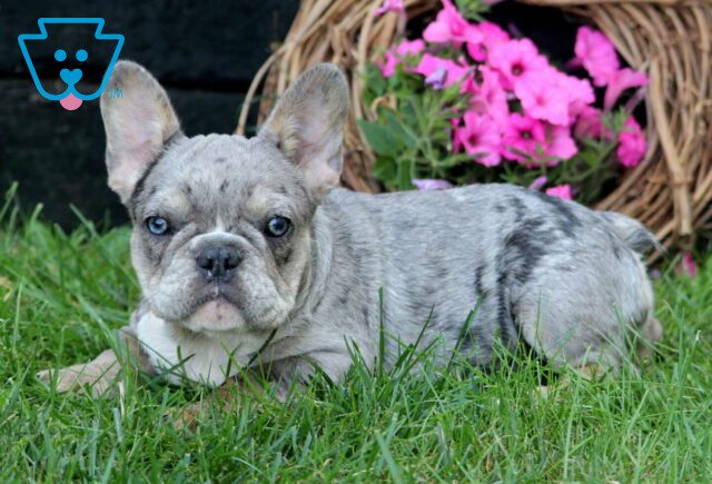 Lucky French Bulldog Retake image