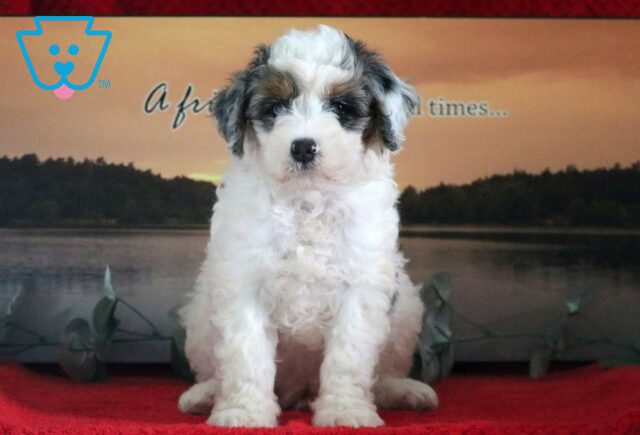 Mac Mini Bernedoodle image