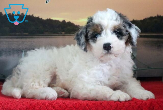 Mac Mini Bernedoodle2 image