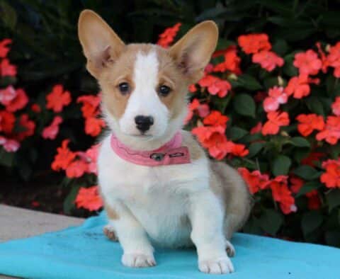Marge Welsh Corgi