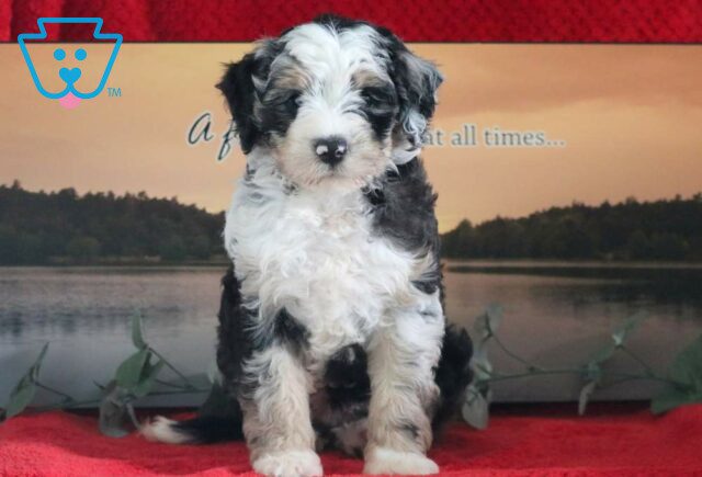 Mazy Mini Bernedoodle image