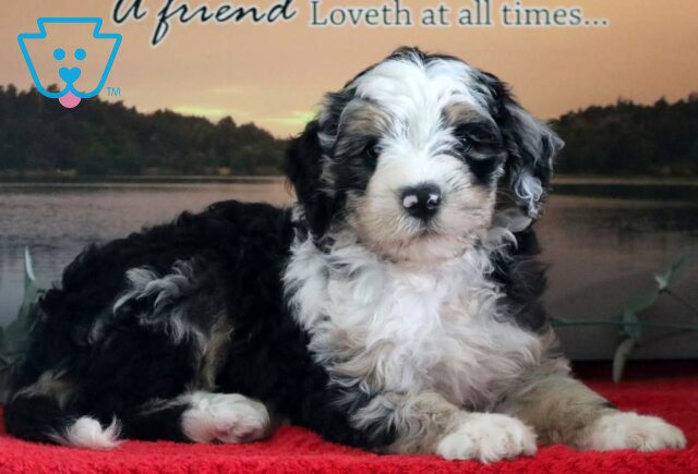 Mazy Mini Bernedoodle2 image