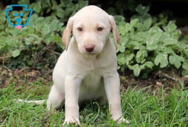 Mckenzie Yellow Lab image