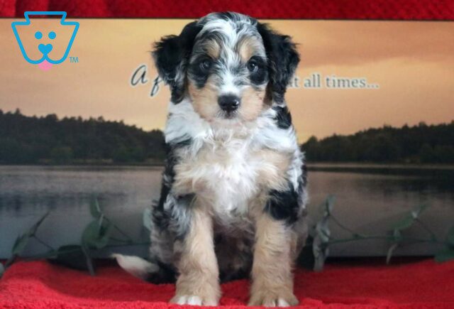 Miles Mini Bernedoodle image