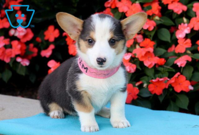 Mim Welsh Corgi image
