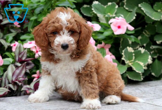 Nala Mini Goldendoodle image