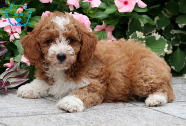 Nala Mini Goldendoodle2 image