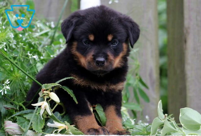 Nala Rottie image