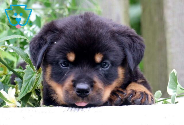 Nala Rottie2 image