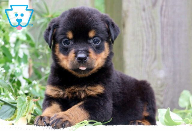 Navy Rottie image