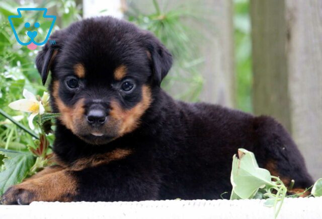Navy Rottie2 image