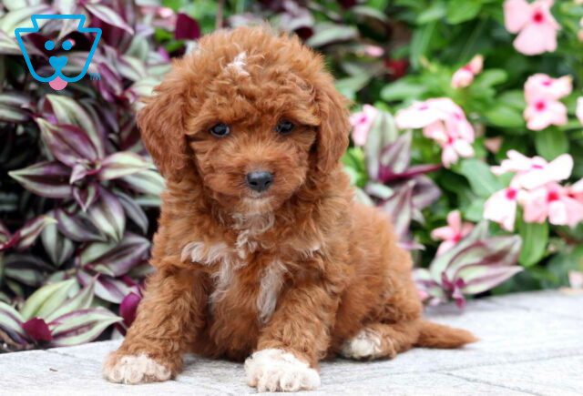 Nelly Mini Goldendoodle image