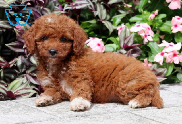 Nelly Mini Goldendoodle2 image