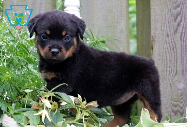 Nessa Rottie image