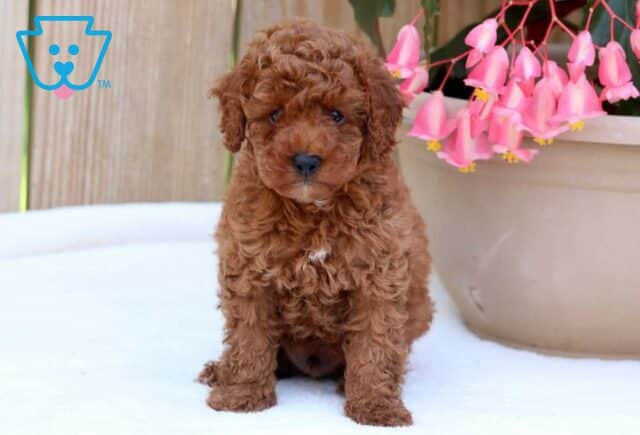 Ozzy Toy Poodle image
