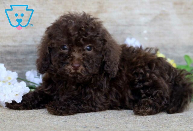 Paisley Mini Poodle2 image