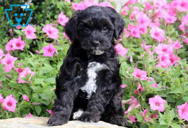 Panda Yorkiepoo image