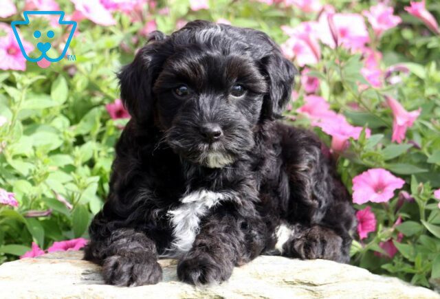 Panda Yorkiepoo2 image