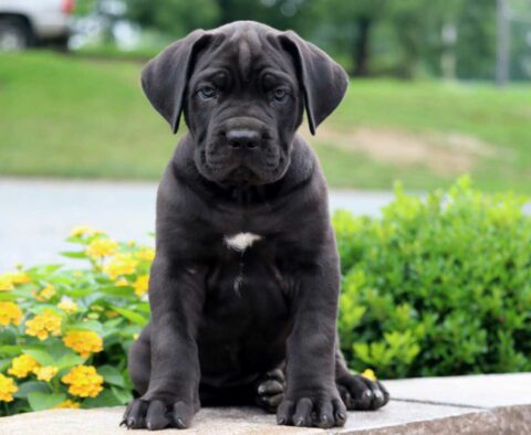 Panther Cane Corso