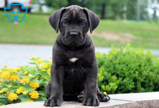Panther Cane Corso image