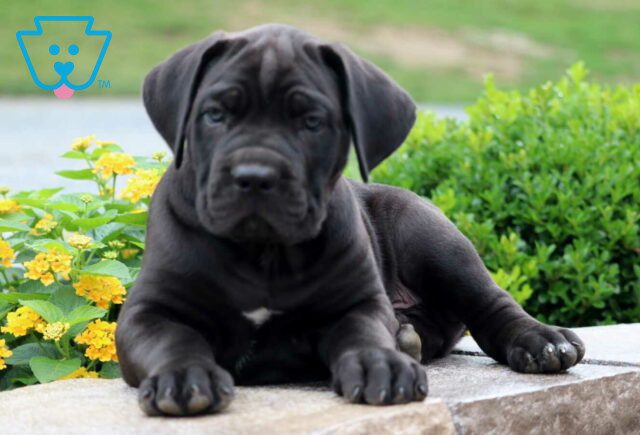 Panther Cane Corso2 image