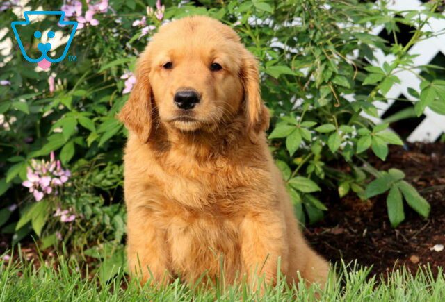 Paws Golden image