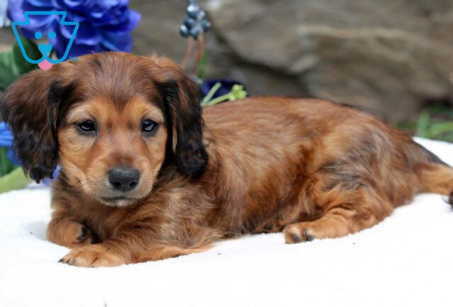 Pepper Mini Dachshund image