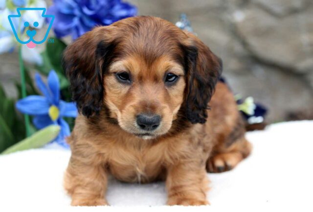 Pepper Mini Dachshund2 image